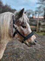 Lederkappzaum aus Nappaleder genäht, Minishetty/ Shetty Schleswig-Holstein - Rabenkirchen-Faulück Vorschau