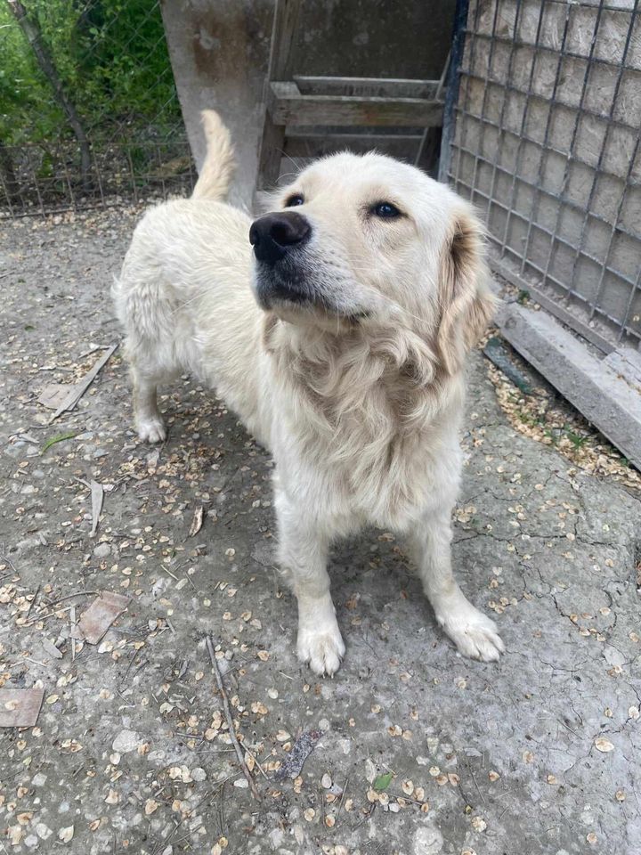 AMALIA ca. 2 J. golden Retrieverhündin sucht Familie in Gelnhausen