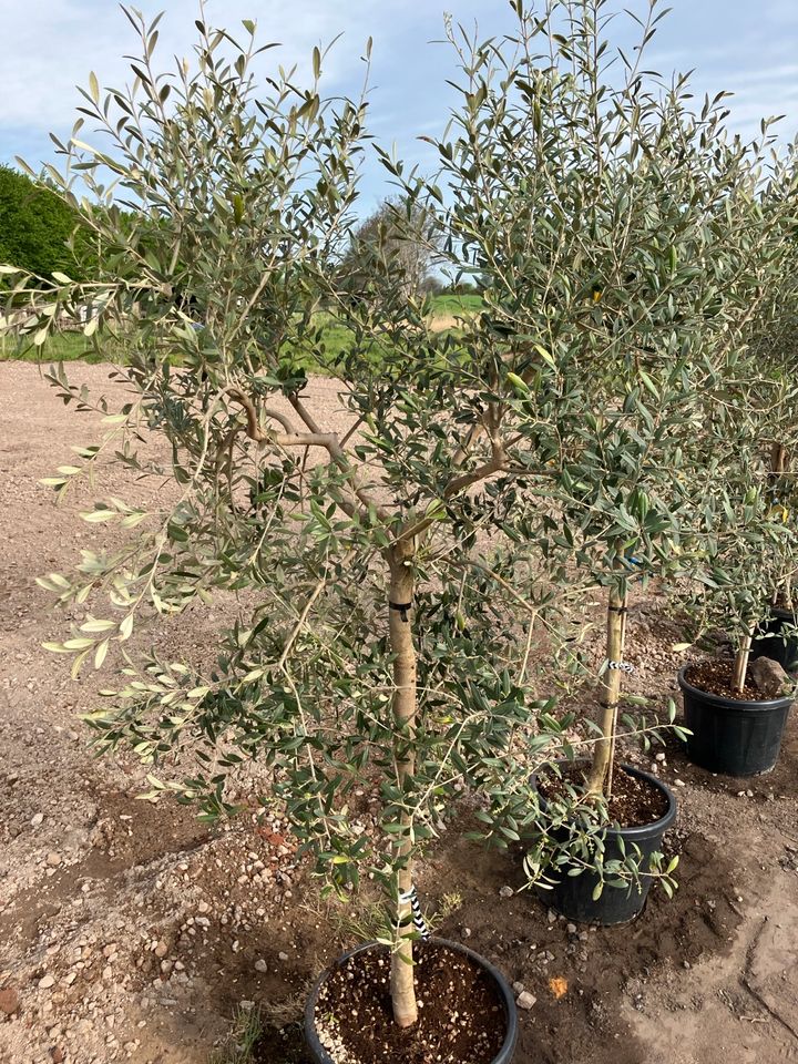 Olivenbäume in Tangstedt
