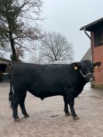 Deckbulle Jungbulle Angus Herdbuch Niedersachsen - Rotenburg (Wümme) Vorschau