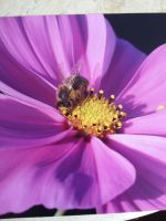 Bienenvolk auf Zander AS und OS behandelt Bayern - Dirlewang Vorschau