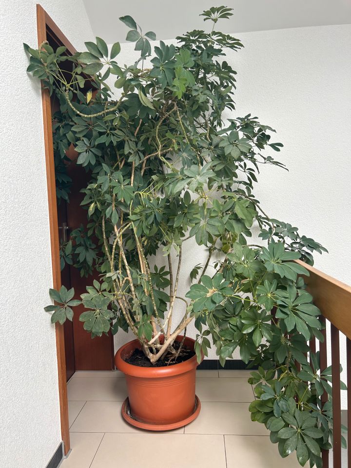 Riesige Schefflera, große Zimmerpflanze in Herbrechtingen