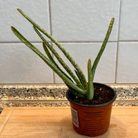 Echte Aloe Vera Pflanze | 20 cm Wandsbek - Hamburg Bramfeld Vorschau