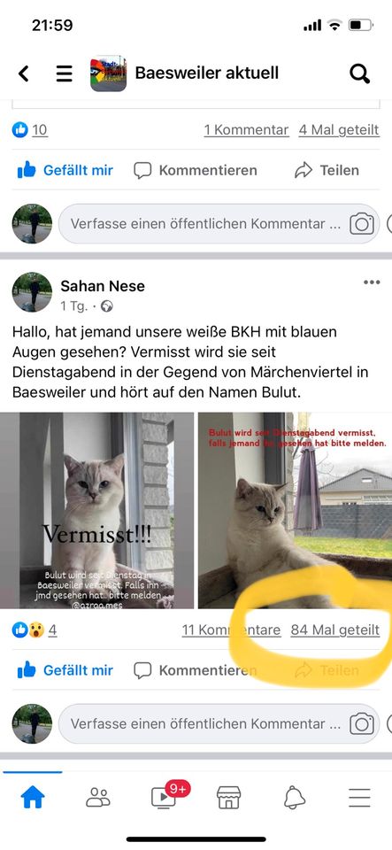 Katze BKH weiß kater Bulut. in Baesweiler