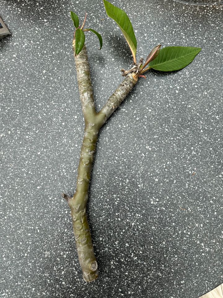 Plumeria Steckling, Divine, 2fach verzweigt, ca. 40cm in Roding