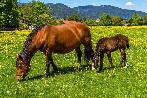 Bocholt + 50 km:  Immobilie für private Pferdehaltung gesucht! in Bocholt