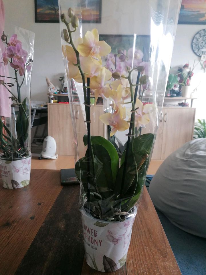 Orchideen Nur noch 3 Stück in Nörvenich