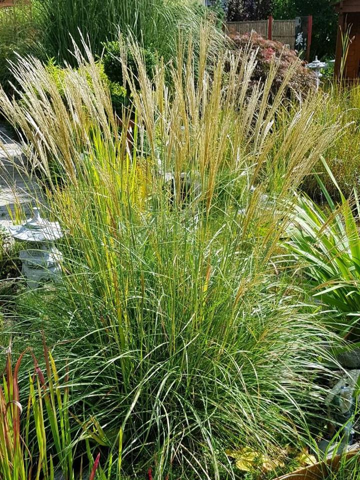 Pflegeleichtes Ziergras* Schwingelgras *Baumschule*Solitär*Gras* in Lemgo