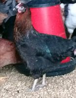 Schwarze Legehennen Hennen Hähne Hühner küken Eier Bayern - Ellingen Vorschau