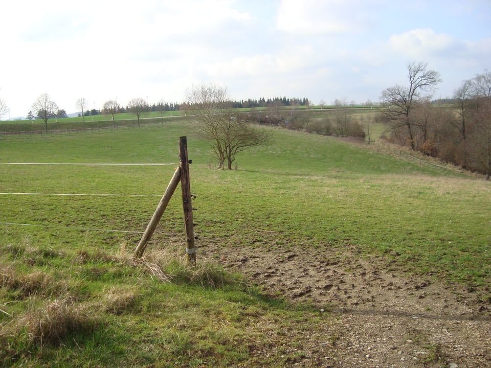 Haus mit Pferdehaltung Pferdehof im Hunsrück in Bell (Hunsrück)