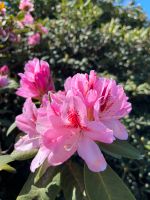 Rodedendron Rosa, Pink oder Lila Altona - Hamburg Lurup Vorschau