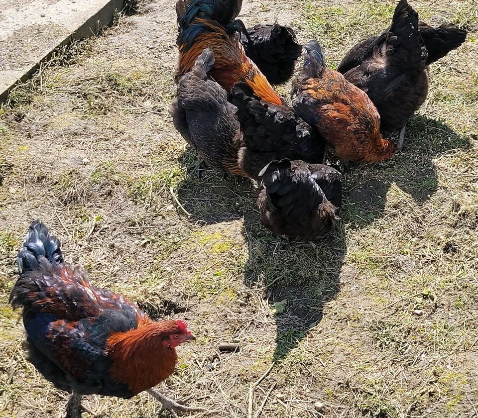 Maran  Hühner , kompletter Stamm in Heinsberg