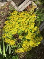 Bodendecker gelbe Blüten winterhart Bayern - Straubing Vorschau