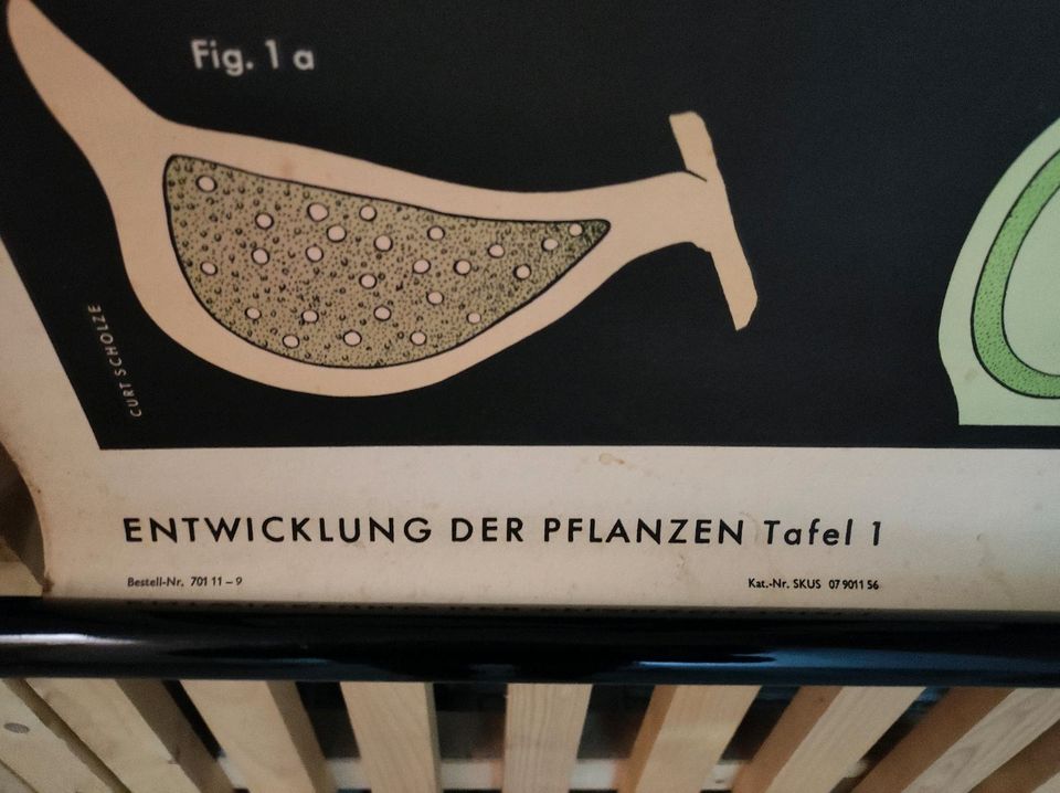 Schaubild, Plakat "Entwicklung der Pflanzen" in Dresden