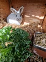 Helle Großsilber Kaninchen Brandenburg - Oranienburg Vorschau