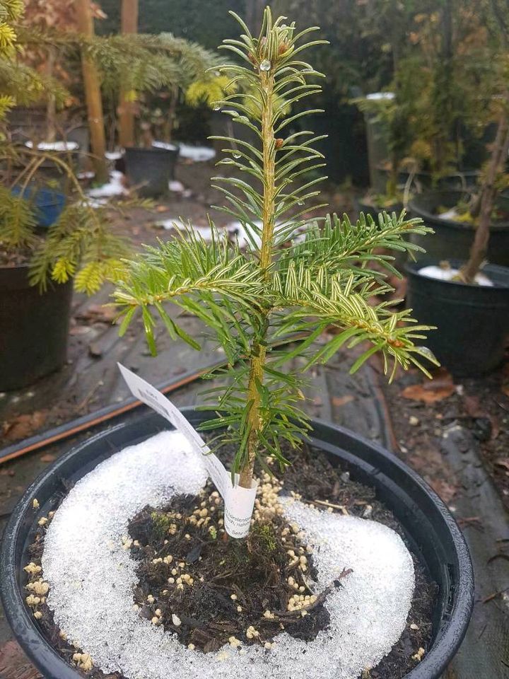 Nordmannstanne Abies nordmanniana Kaukasus-Tanne in Simmerath