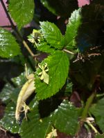 Wandelnes Blatt Phyllium philippinicum Nordrhein-Westfalen - Mettmann Vorschau