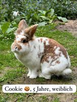 Milky und Cookie suchen neues zuhause Frankfurt am Main - Dornbusch Vorschau
