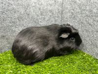 ♥️ Meerschweinchen Weibchen Resi sucht Dich ♥️ Nordrhein-Westfalen - Mönchengladbach Vorschau