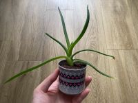 Echte Aloe Vera Ableger kleine Pflanze Dresden - Südvorstadt-West Vorschau