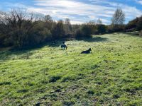 2 Plätze im Offenstall  für Wallache frei. Saarland - Freisen Vorschau