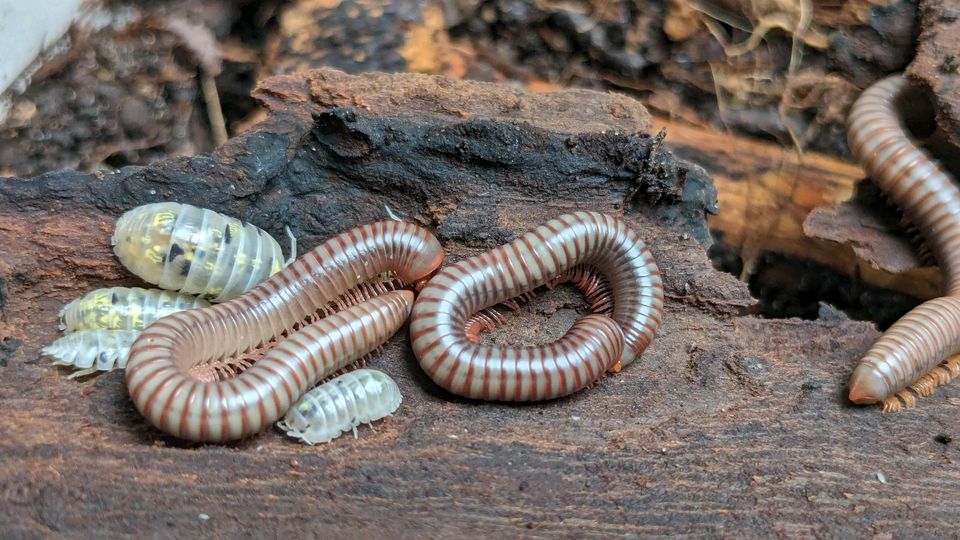 Tausendfüßer 5 Spirobolus caudolanus subadult in Marl