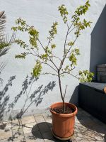 Aprikosenbaum Obstbaum Aprikose Roksana Bayern - Burgwindheim Vorschau