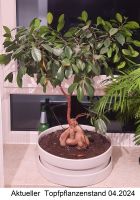 Bonsai Ficus "Ginseng" (Ficus microcarpa ginseng), Zimmerpflanze Köln - Chorweiler Vorschau