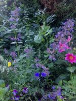 Katzenminze Nepeta Blauminze Dauerblüher Bienenweide Hohe Hessen - Liebenau Vorschau