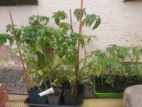 Tomatenpflanzen versch. unbekannte Sorten nur noch bis 28.05.24 Sachsen - Cunewalde Vorschau