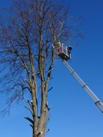 Baumfällung,Stubbenfräsen,Gartenpflege & Hecknschnitt Sachsen - Pulsnitz Vorschau