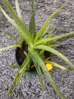 Aloe Vera Zimmerpflanze viele Babys Hessen - Friedrichsdorf Vorschau