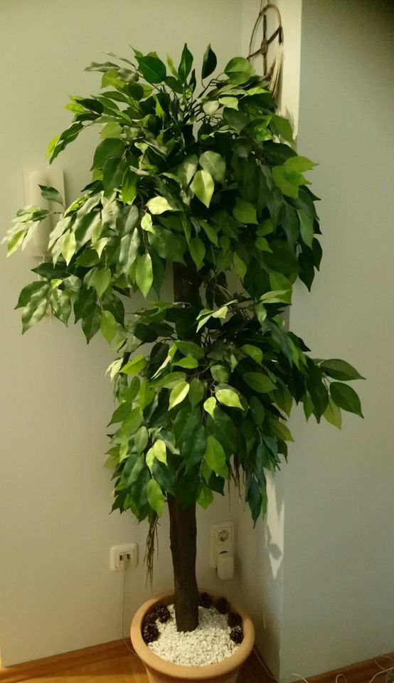 Kunstbaum Ficus, ca. 1,45 m in Augsburg