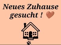 !!Wohnung gesucht!! Nordrhein-Westfalen - Nottuln Vorschau