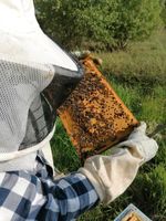 Bienen Ableger Nordrhein-Westfalen - Detmold Vorschau