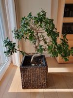 Bonsai Ficus Ginseng Zimmerbonsai Nordrhein-Westfalen - Rüthen Vorschau