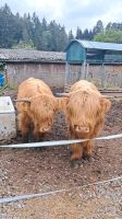 Schottisches Hochlandrind Jungbullen Baden-Württemberg - Niedereschach Vorschau