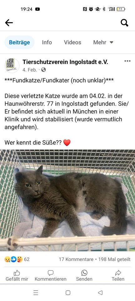 Katze u Kater entlaufen gefunden vermisst in Ingolstadt