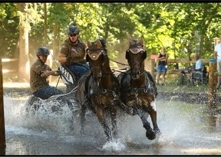 Fahrpony Reitpony Welsh geritten gefahren in Uelsen