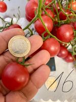 Rote Runde Wildtomaten Alte Sorte Kirschtomaten Baden-Württemberg - Esslingen Vorschau