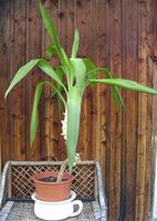 Yuccapalme 70 cm hoch Kr. Altötting - Feichten Vorschau