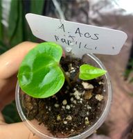 Verschiedene Anthurium Neustadt - Gartenstadt Süd Vorschau