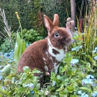 Zwergkaninchen Kastrat 5 Jahre alt Kaninchen kastriert Nordrhein-Westfalen - Warendorf Vorschau