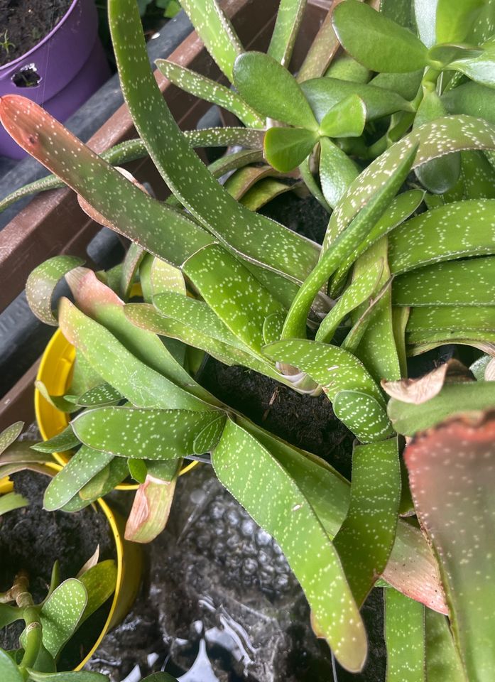 Gasteria brevifolia im kleinen Topf eigene Zucht in Otterndorf