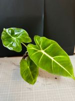 Alocasia Micholitziana "Frydek" S | Zimmerpflanze | Philodendron Niedersachsen - Wunstorf Vorschau