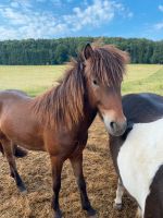 Islandpferd Bayern - Deining Vorschau