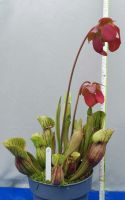 Sarracenia Purpurea (Fleischfressende Pflanze) Hessen - Mühlheim am Main Vorschau