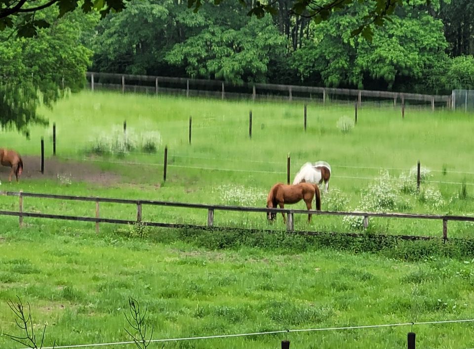 Traumhafte Reitanlage in Alleinlage mit Villa Nähe Düsseldorf in Wegberg