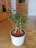 Geldbaum, Pflanze, Zimmerpflanze Bayern - Kelheim Vorschau