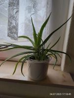 Aloe Vera Heilpflanze Ableger Parchim - Landkreis - Tessenow Vorschau